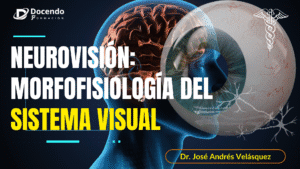 NEUROVISIÓN: Morfología del Sistema Visual