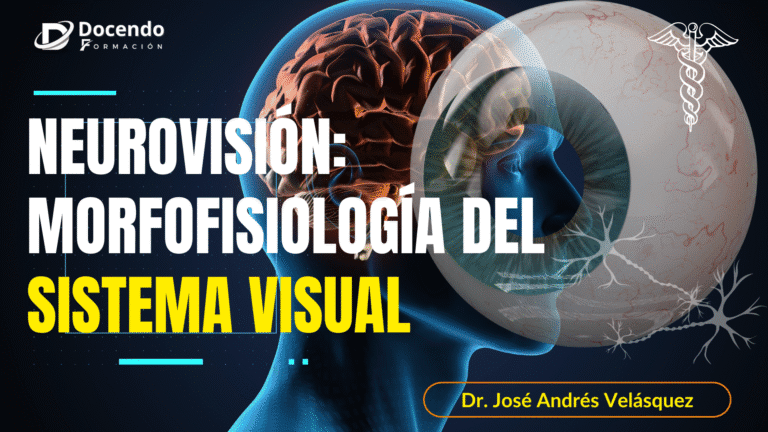 NEUROVISIÓN: Morfología del Sistema Visual